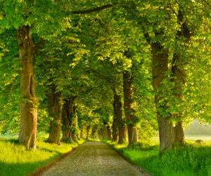 Kastanien-Allee im Morgenlicht, altes Kopfsteinpflaster, bei Binz, Insel Rügen, Mecklenburg-Vorpommern, Deutschland Kastanien-Allee im Morgenlicht, altes Kopfsteinpflaster, bei Binz, Insel Rügen, Mecklenburg-Vorpommern, Deutschland